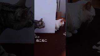 だんだん妹猫を追い詰めて行く姉猫🐈️ #shorts #cat #猫 #猫動画 #猫のいる暮らし #アメリカンショートヘア #スコティッシュフォールド