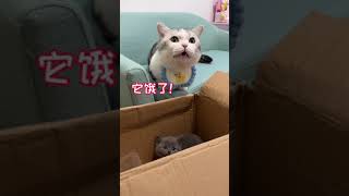 【雪球日记】它好像不愿意叫小黑…大家给它取个新名字吧！#猫咪 #萌宠