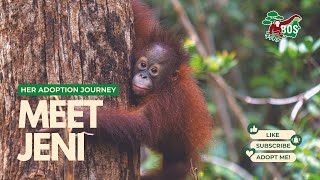 Meet Jeni - Support An Adoptable Orangutan