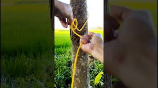 Tying the Bowline and Alpine Butterfly Knots continuously.