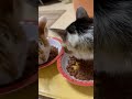 朝ごはんです。食べています。３ニャン揃って朝ごはんを食べています。 猫のいる生活 ねこ cats cat 家猫 猫 朝ごはん ネコ 猫繋がり 猫の好きな人と繋がりたい