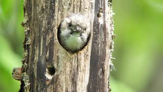 キツツキの巣穴から Japanese Pygmy Woodpecker