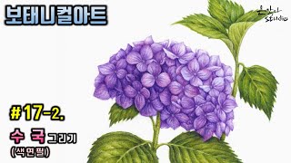 [Flower Painting/Botanical Art] #17-2. Hydrangea colored pencil drawing (Flower Drawing Lesson)