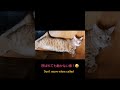 【猫】7キロの猫を呼んでみた結果