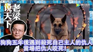 老梁觀世界-狗狗五年後街上遇到殺死自己主人的仇人，當場把仇人咬死！