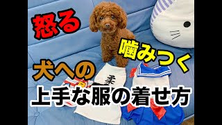 怒る・噛み付く犬への上手な服の着せ方【トイプードルのサラ】How to dress dog clothes