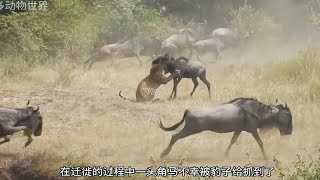 一头角马不幸被花豹抓住了