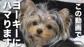 ヨークシャーテリアを飼いたくなる可愛すぎる動画