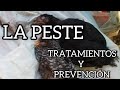 LA PESTE O INFLUENZA AVIAR / TRATAMIENTO CASERO Y PREVENCION