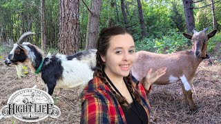 ADDING MORE GOATS TO THE HOMESTEAD. Meet our new milk girls.