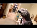 🔴🐦einstein parrot live 1 15 2023