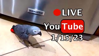 🔴🐦Einstein Parrot LIVE! 1/15/2023