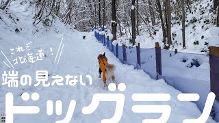 さらに広大になったドッグランへ！女子チームはお家遊び♪