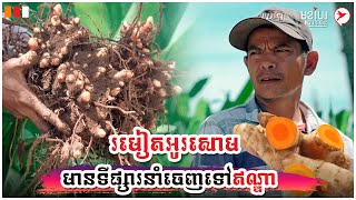 រមៀតអូរសោម មានទីផ្សារនាំចេញទៅឥណ្ឌា | កម្មវិធីមុខរបរស្រុកយើង