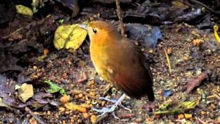 Endemic Brown-banded Antpitta - Grallaria milleri 1 - Rio Blanco, C Andes