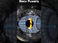 Birch Planets: Galaxy-Sized Worlds