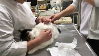 13歳の慢性腎臓病ステージ２、膵炎のあった猫のチータちゃんの診察、治療