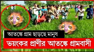 অচেনা প্রাণীর ভয়ে আতঙ্কে গ্রামবাসী | ভয়ংকর অচেনা প্রাণী | ভয়ংকর প্রাণী | gaibandha news