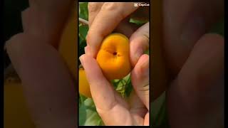 YUMMY TISA#viral#short#fyp#fruit#template#aserethvlogger