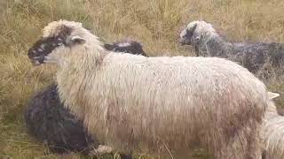 🌲барани та вівці на полонині🌲вівчарство🐏🐑🌲#позитив #погрибы #грибы #баран #вівці #карпати #ram #rams