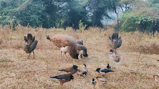 BEAUTIFUL PEACOCK FAMILY.LOVE PEACOCK BIRD PEACOCK BABY #PEACOCKDABCE