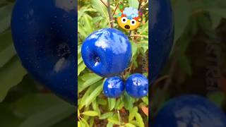 Top 5 des fruits les plus dangereux sur Terre – Le n°1 peut littéralement vous tuer !