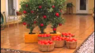 Tomato Factory - www.SeenTVCanada.com