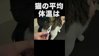 59秒17で猫雑学クイズ #猫 #雑学 #クイズ #猫動画 #猫好き #猫のいる暮らし #猫のいる生活 #猫との暮らし