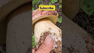 Spring King Bolete. #mushroom  #shorts #nature