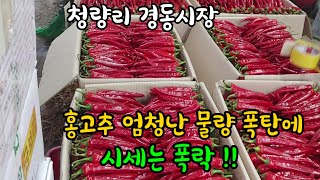 홍고추 이집 저집 마구 쏟아져 시세가 뚝 떨어졌네~