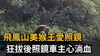 飛鳳山美猴王愛照鏡　狂拔後照鏡車主心淌血－民視新聞