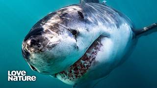 Jaws: The World's Largest Carnivorous Shark | Deadly Australians 104