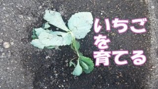 いちごを育てる第1回「苗を植えて1週間」（2016年12月2日の様子）