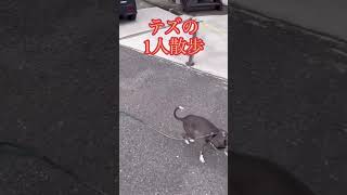 【イタグレ】1人さんぽ♪ #イタグレ #dog #イタリアングレーハウンド #cute #いぬ #わんちゃん #animal #puppy #室内犬 #funny