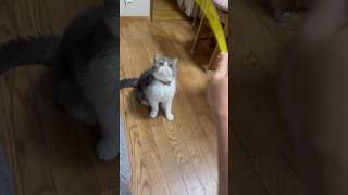 【エキゾチックショートヘア】癒し系かわいい猫が飼い主と遊んでたら最後に… #猫 #cat #エキゾチックショートヘア