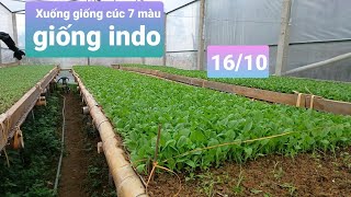 Cúc 7 màu dòng indo tết 2023