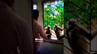 বাব্বা মেসো আমাদের ক্যাটবেরি দিলো না 😭😭|| #shorts #monkey #monkeyvideo