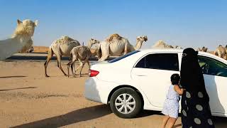 মরুর জাহাজ উটের সাথে সাক্ষাত।  Camel, the ship of Desert in Riyadh, KSA