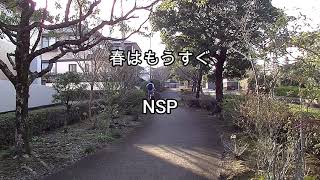 2025-2-17　春はもうすぐ／ＮＳＰ