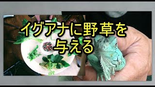 ブルーイグアナに野草を食べさせる1拒食からバリエーション草食への道