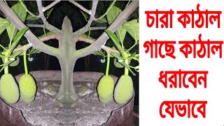 ছাদে টবে চারা কাঠাল গাছে প্রচুর কাঠাল ধরাবেন যেভাবে