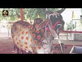 సంతానం లేనివారు గోమాత ఈ విధంగా పూజిస్తే cow kamadhenu puja how to worship the cow for the child