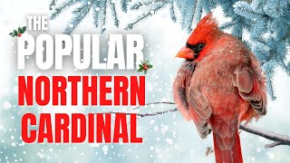 The Popularity of Northern Cardinals