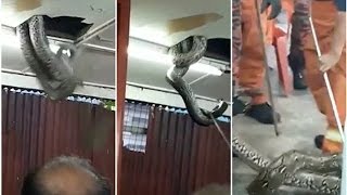 Shocking moment! massive GIANT SNAKE falls from restaurant ceiling