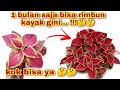 CARA CEPAT MEMBUAT MIANA COLEUS RIMBUN