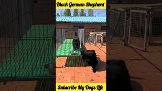 Black German Shepherd Dog Price #shorts #dog