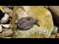 한국의 아름다운 섬 경남 통영의 소매물도의 등대섬으로 안내 합니다 beautiful island in korea tongyeong gyeongnam to the lightho