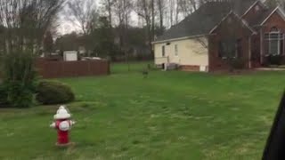 An Emu is on the Loose in North Carolina