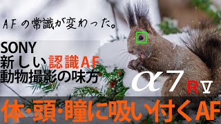 【α7RⅤ】体･頭･瞳に吸い付く！ SONY α7RⅤの「認識AF」を動物撮影で使う！