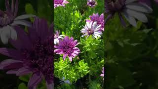 Osteospermum Berry White (African Daisy)